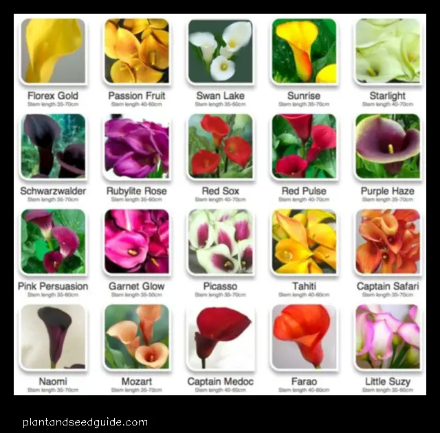 calla lily types