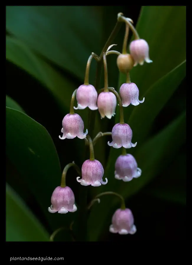 purple lily of the valley