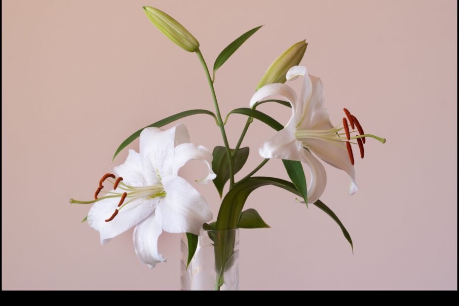The Tall Lily Plant a Symbol of Grace and Elegance