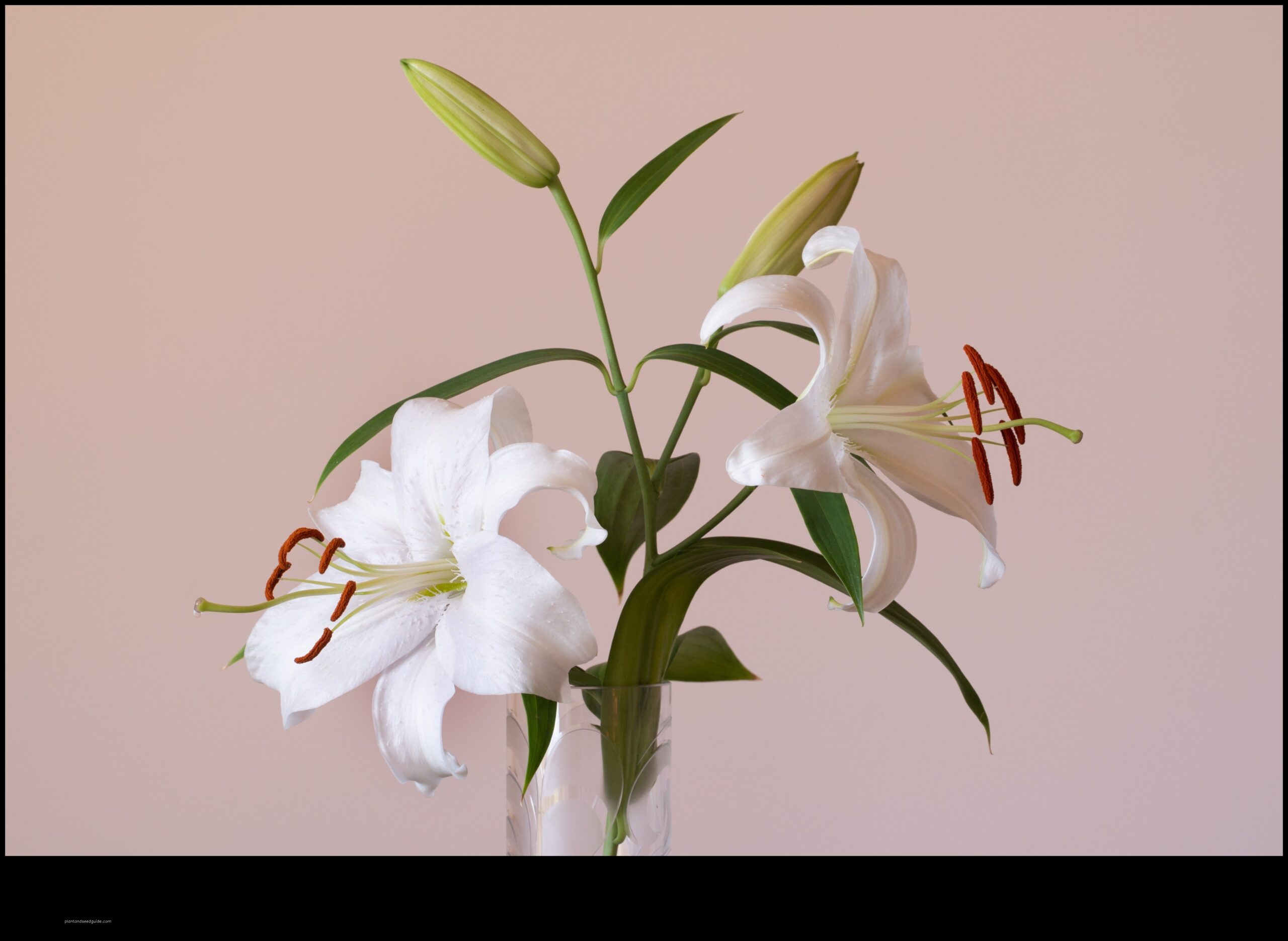 tall lily plant