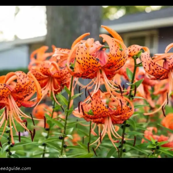The Vibrant Beauty of the Orange Tiger Lily
