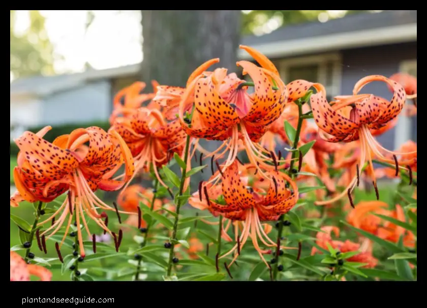 The Vibrant Beauty of the Orange Tiger Lily