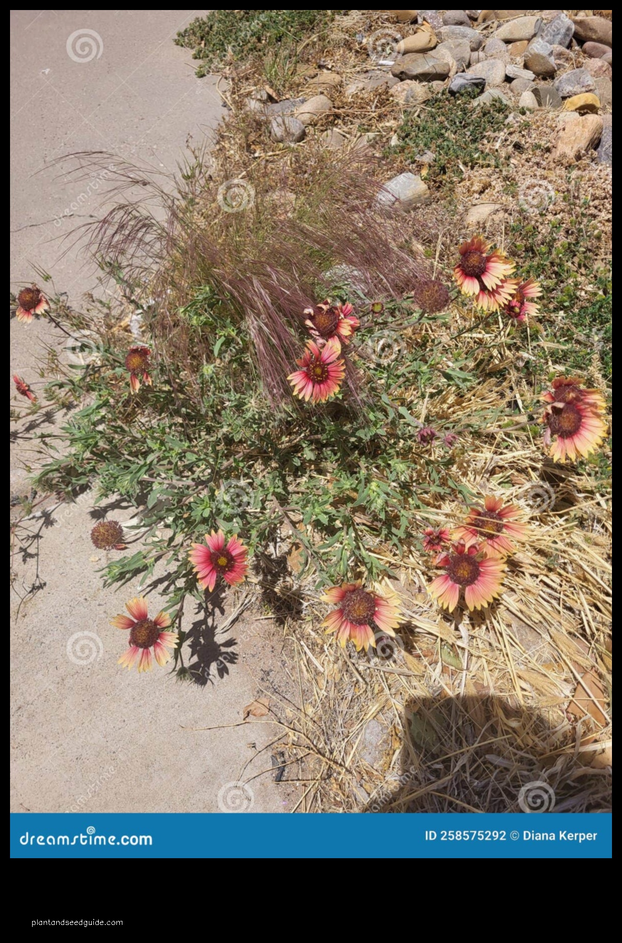 new mexico flowers