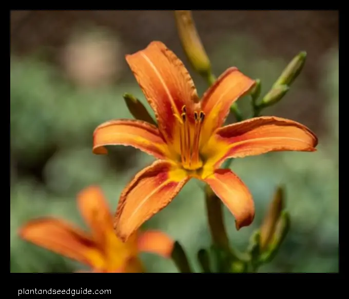 tiger lilies orange