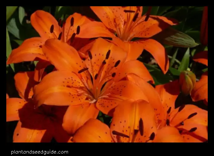 tiger lilies orange