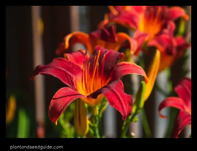 Tiger Lilies a Symbol of Passion and Power