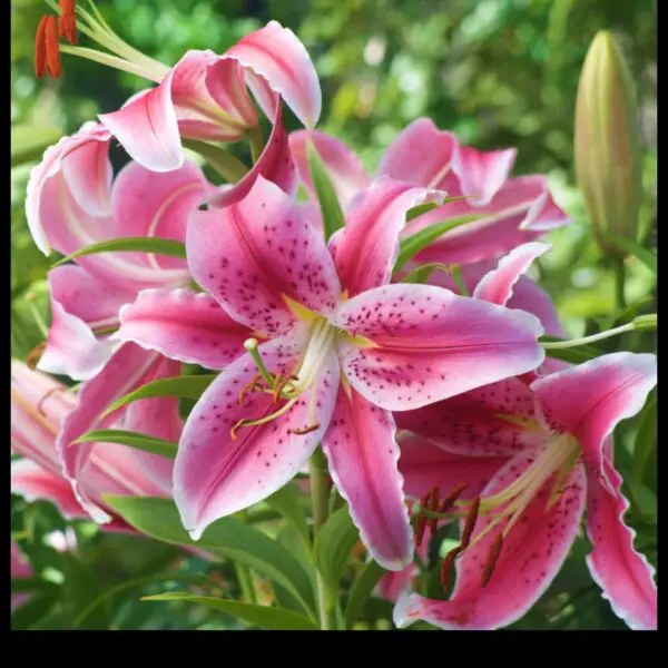 Tiger Lily Vs. Stargazer Lily a Comparison of Two Iconic Spring Flowers