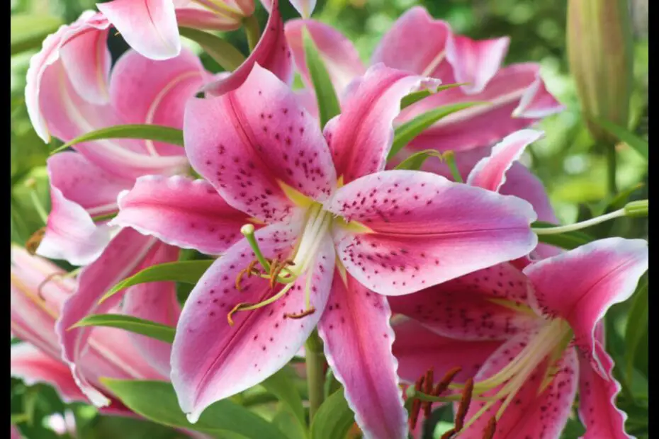 Tiger Lily Vs. Stargazer Lily a Comparison of Two Iconic Spring Flowers