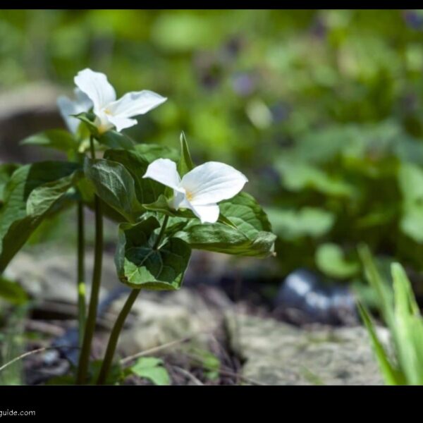 Trillium Flower Meaning a Symbol of Hope Renewal and New Beginnings