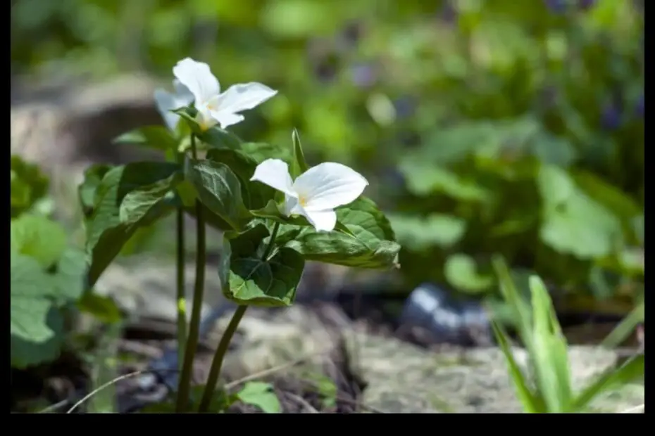 Trillium Flower Meaning a Symbol of Hope Renewal and New Beginnings