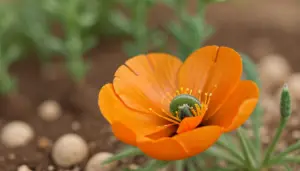 California Poppy Life Cycle: From Seed to Flower
