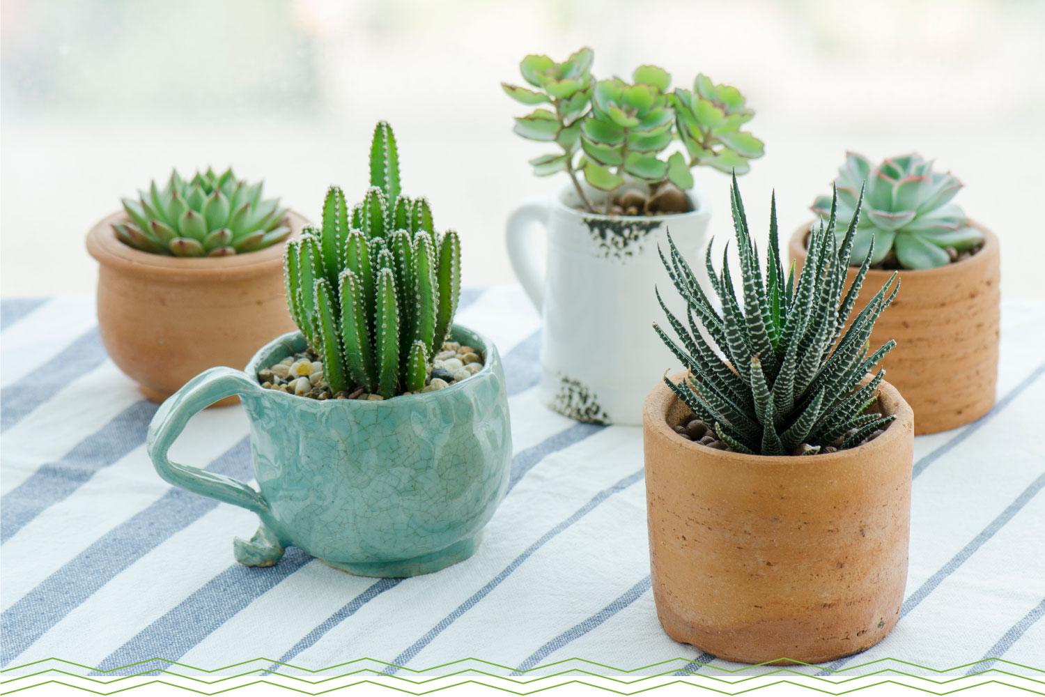 3. How ⁢to Save an ⁣Overwatered Succulent