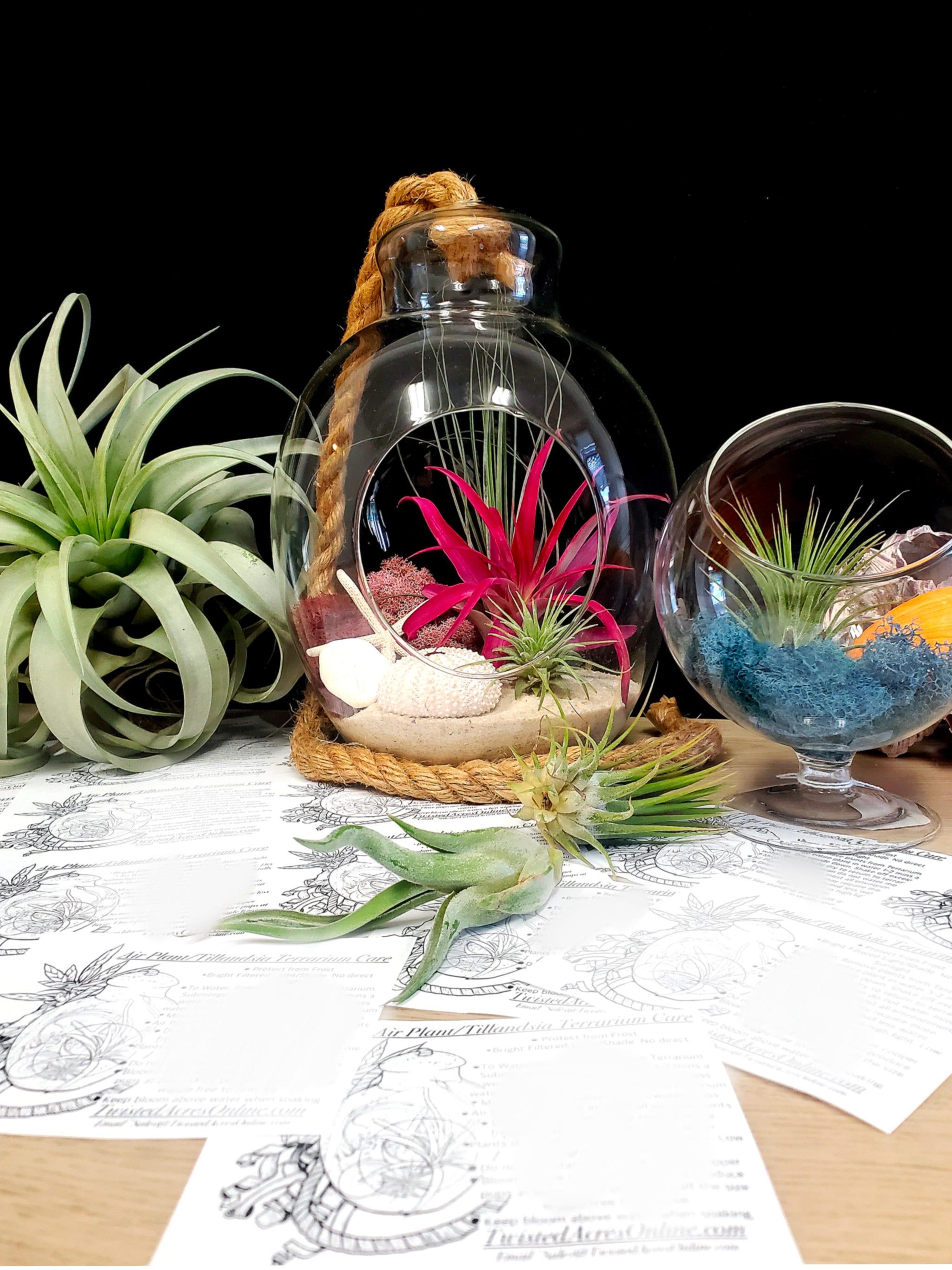  Choosing the Perfect Plants for Your Terrarium