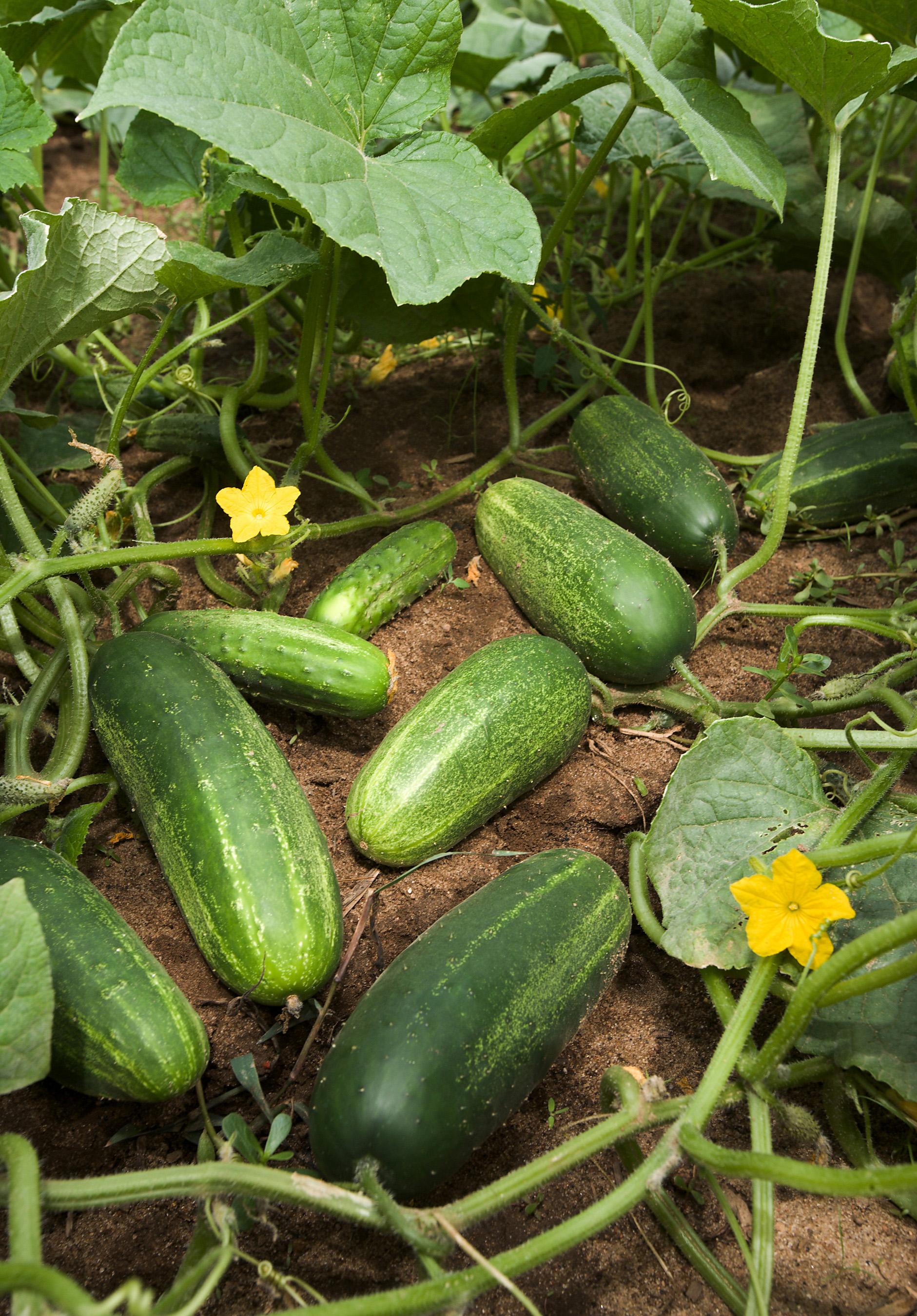  How to Apply Organic⁣ Fertilizer to Cucumbers