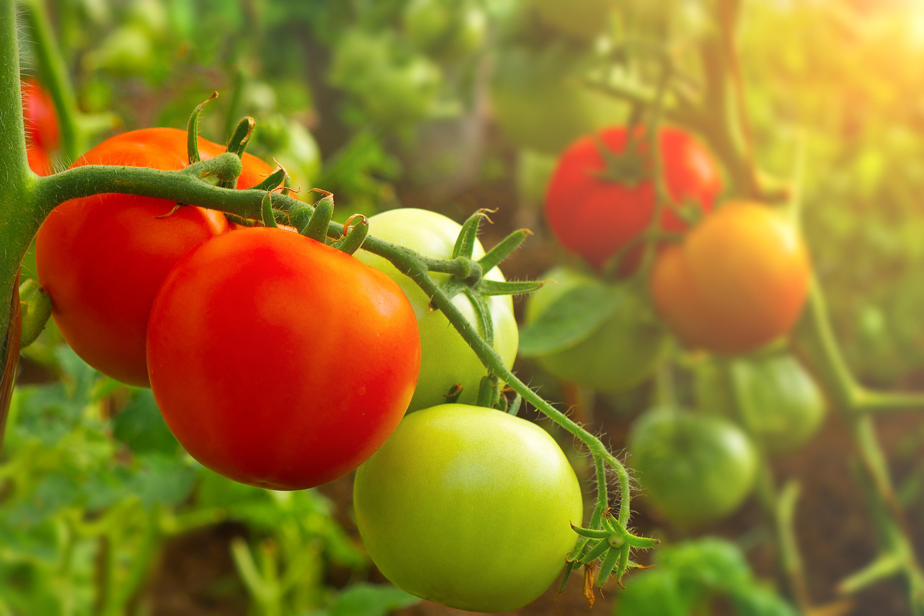 <strong>Knowing When Tomatoes Are Ready to ⁤Pick: Top Tips</strong>“></p>
<h2 id=