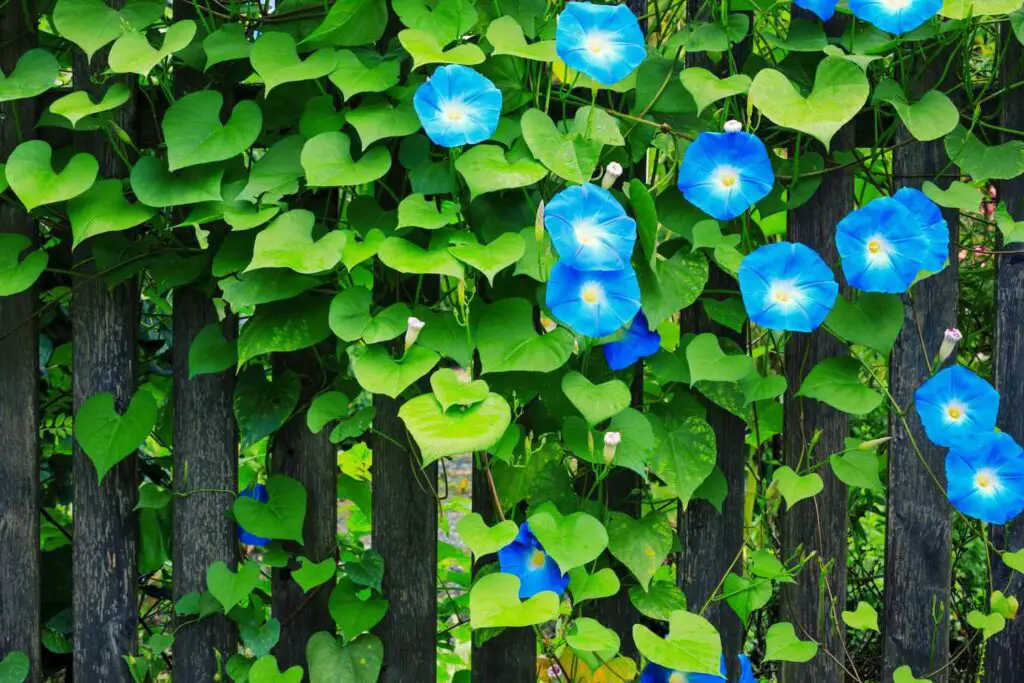 Fast Growing Plants for Your Garden Morning Glory