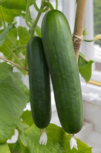  Troubleshooting Cucumber ​Fertilizer Problems