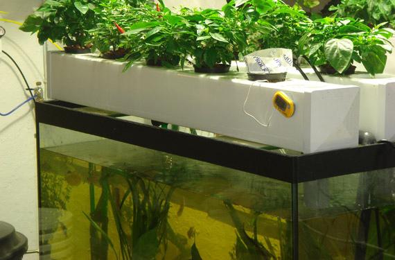  <strong>How to Set Up an Aquaponics ‍System</strong>