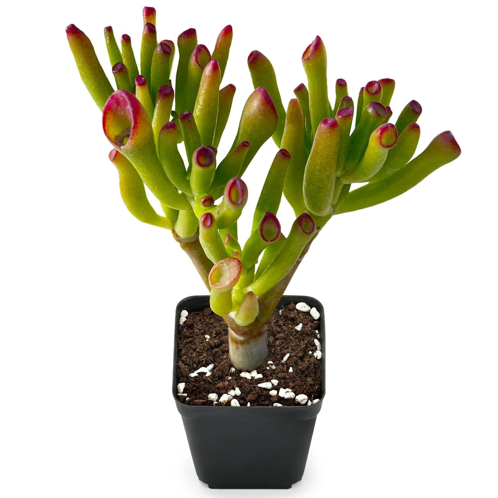  <strong>Watering Gollum Jade</strong>“><br />
<h2 id=