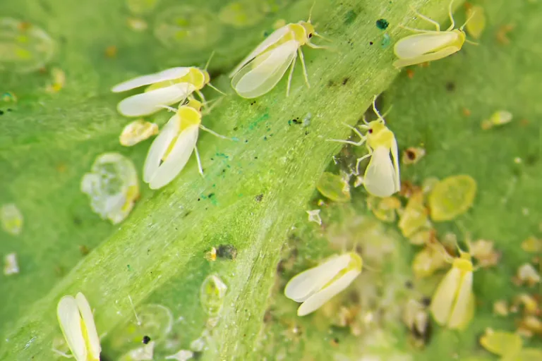 Effective Strategies to Eliminate Whitefly Populations