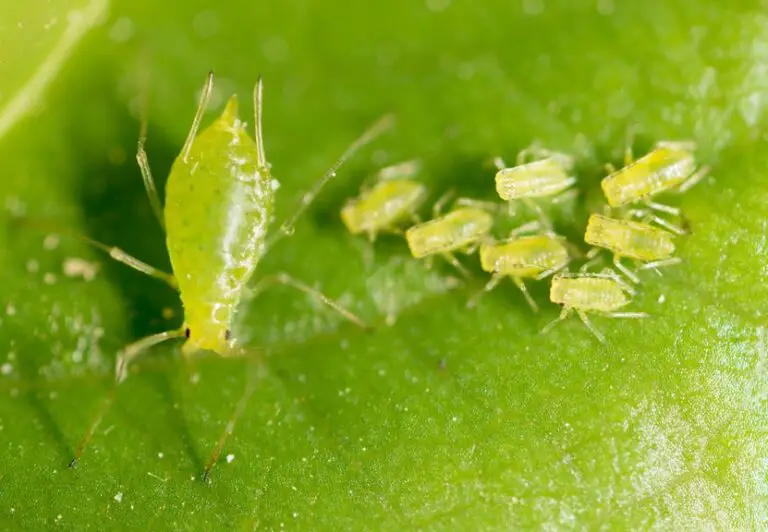 Eradicate Aphid Infestations: Tips and Tricks