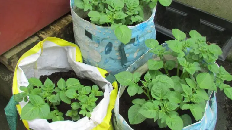 Thriving Potato Plants in a Shed: Insider Tips